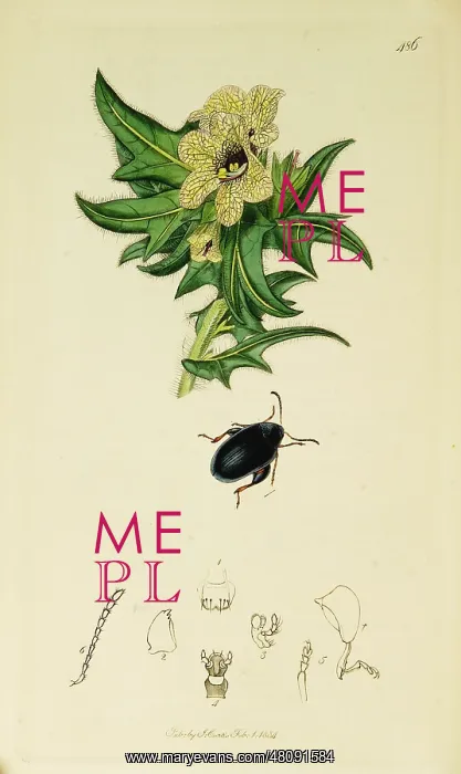 : Curtis British Entomology Plate 486 : Curtis British Entomology Plate 486