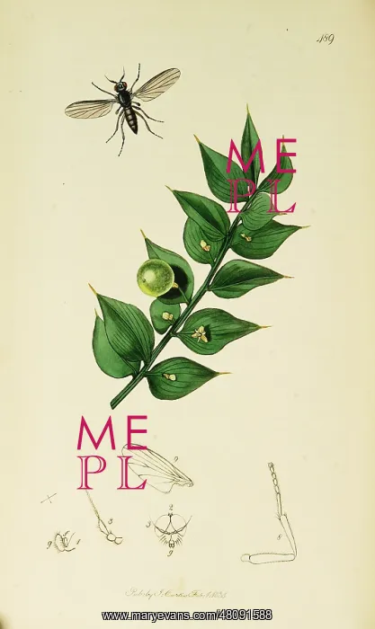 : Curtis British Entomology Plate 489 : Curtis British Entomology Plate 489