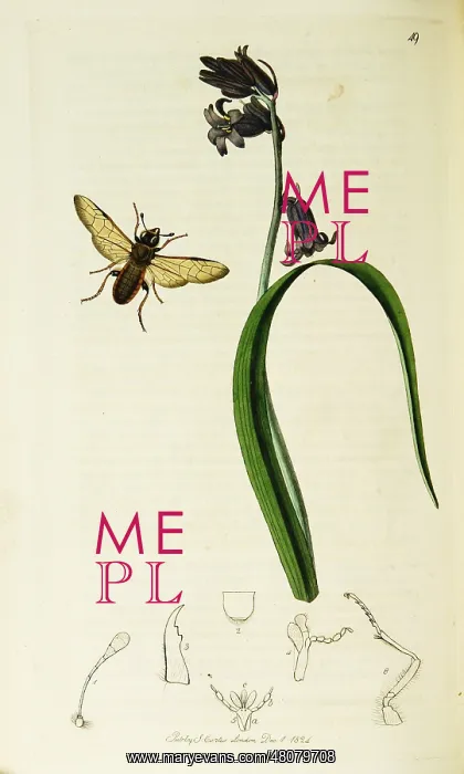 : Curtis British Entomology Plate 49 : Curtis British Entomology Plate 49