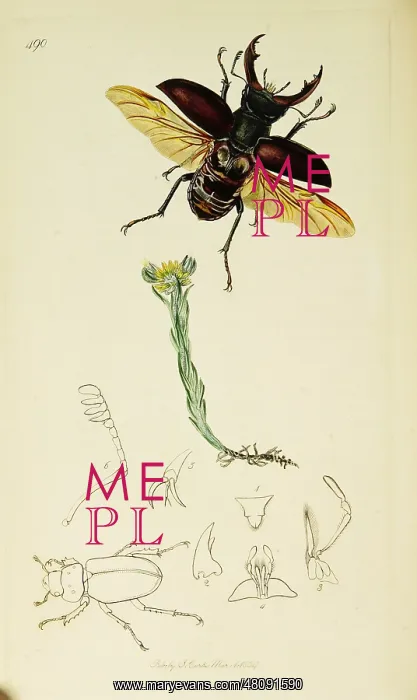  : Curtis British Entomology Plate 490
