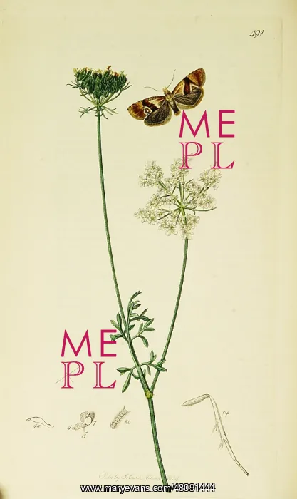 : Curtis British Entomology Plate 491 : Curtis British Entomology Plate 491