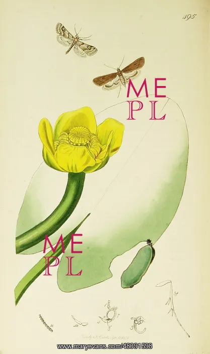 : Curtis British Entomology Plate 495 : Curtis British Entomology Plate 495