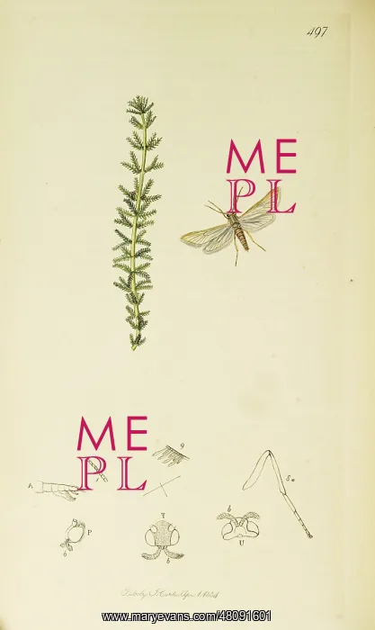 : Curtis British Entomology Plate 497 : Curtis British Entomology Plate 497