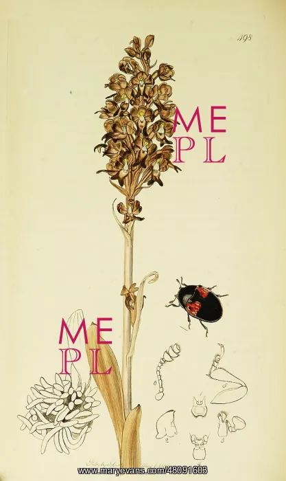  : Curtis British Entomology Plate 498