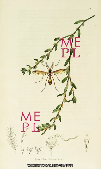 : Curtis British Entomology Plate 5 : Curtis British Entomology Plate 5