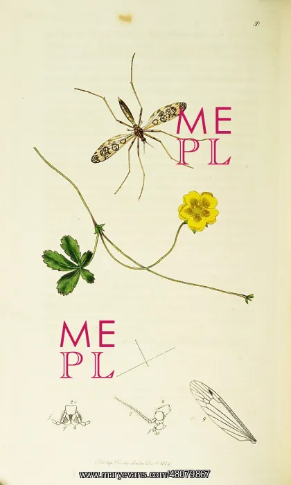 : Curtis British Entomology Plate 50 : Curtis British Entomology Plate 50