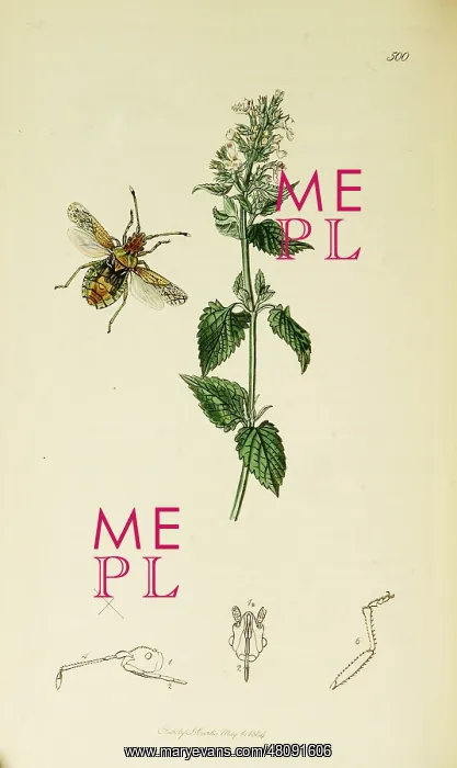 : Curtis British Entomology Plate 500 : Curtis British Entomology Plate 500