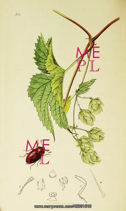 : Curtis British Entomology Plate 502 : Curtis British Entomology Plate 502