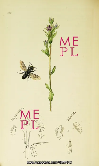 : Curtis British Entomology Plate 504 : Curtis British Entomology Plate 504