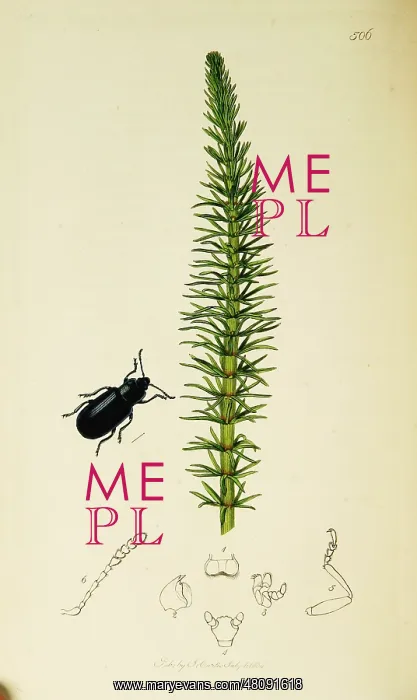 : Curtis British Entomology Plate 506 : Curtis British Entomology Plate 506