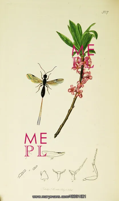 : Curtis British Entomology Plate 507 : Curtis British Entomology Plate 507