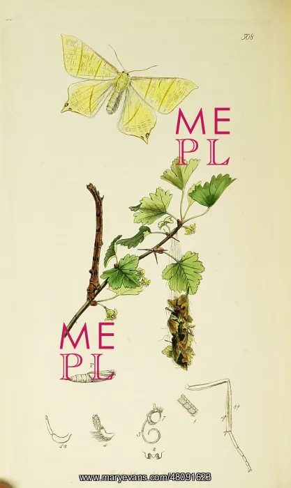 : Curtis British Entomology Plate 508 : Curtis British Entomology Plate 508