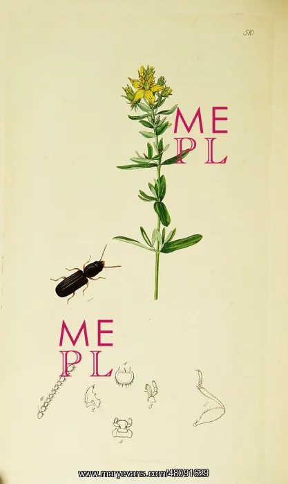  : Curtis British Entomology Plate 510