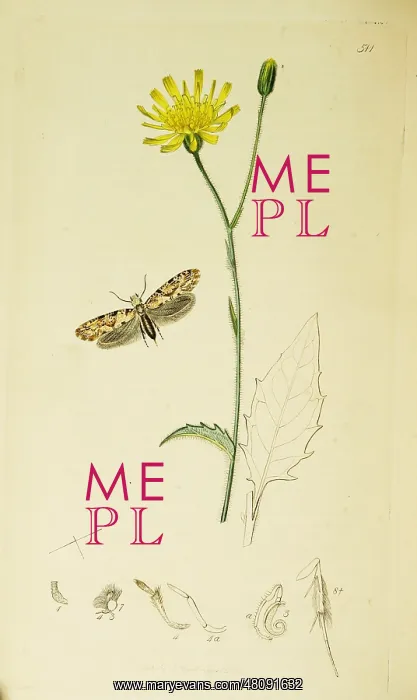 : Curtis British Entomology Plate 511 : Curtis British Entomology Plate 511