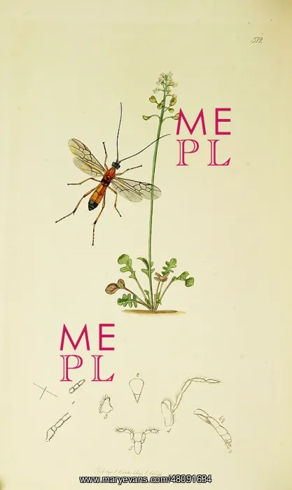 : Curtis British Entomology Plate 512 : Curtis British Entomology Plate 512