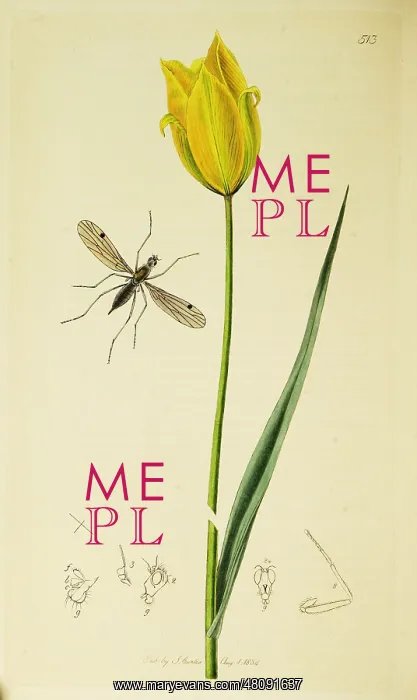 : Curtis British Entomology Plate 513 : Curtis British Entomology Plate 513