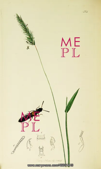 : Curtis British Entomology Plate 514 : Curtis British Entomology Plate 514