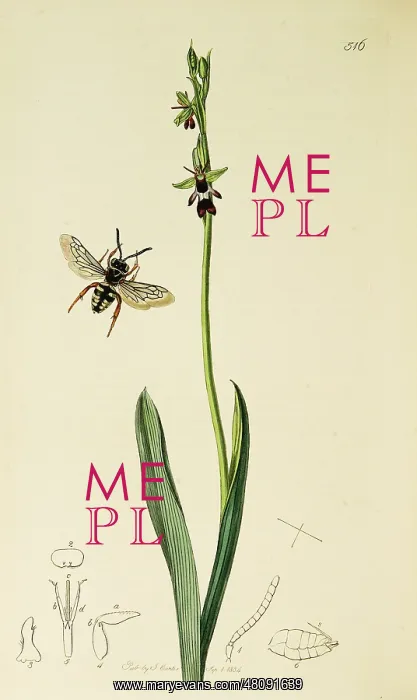 : Curtis British Entomology Plate 516 : Curtis British Entomology Plate 516