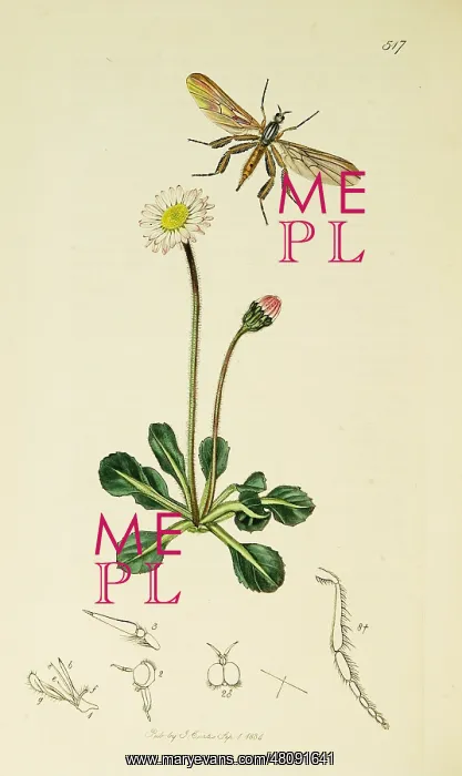 : Curtis British Entomology Plate 517 : Curtis British Entomology Plate 517