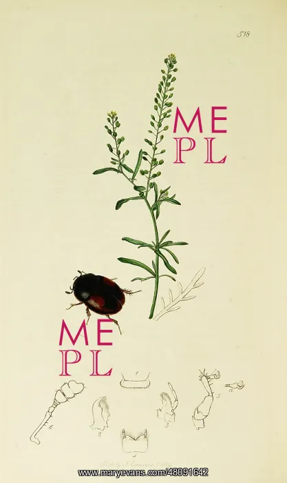 : Curtis British Entomology Plate 518 : Curtis British Entomology Plate 518
