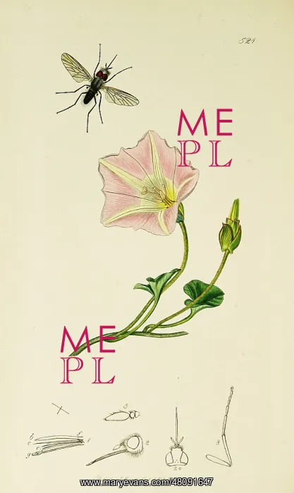 : Curtis British Entomology Plate 521 : Curtis British Entomology Plate 521