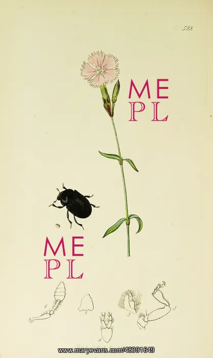 : Curtis British Entomology Plate 522 : Curtis British Entomology Plate 522