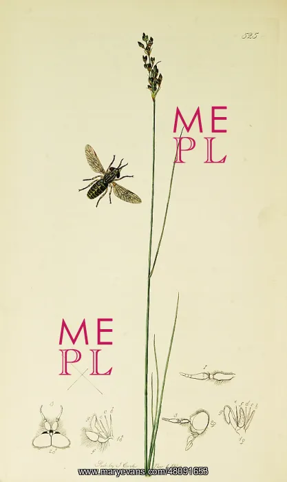 : Curtis British Entomology Plate 525 : Curtis British Entomology Plate 525