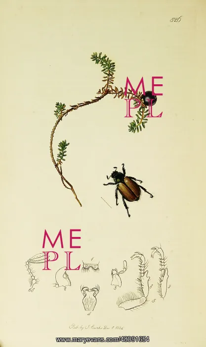 : Curtis British Entomology Plate 526 : Curtis British Entomology Plate 526