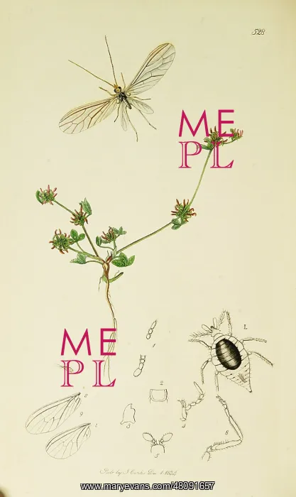 : Curtis British Entomology Plate 528 : Curtis British Entomology Plate 528