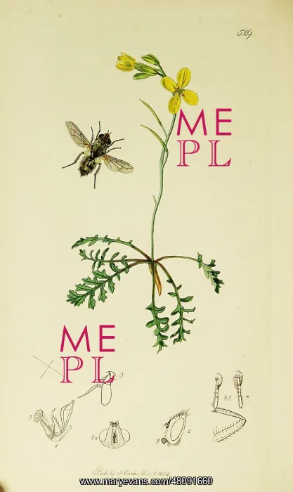 : Curtis British Entomology Plate 529 : Curtis British Entomology Plate 529