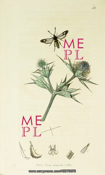 : Curtis British Entomology Plate 53 : Curtis British Entomology Plate 53