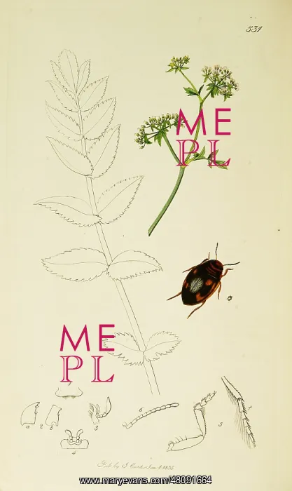 : Curtis British Entomology Plate 531 : Curtis British Entomology Plate 531