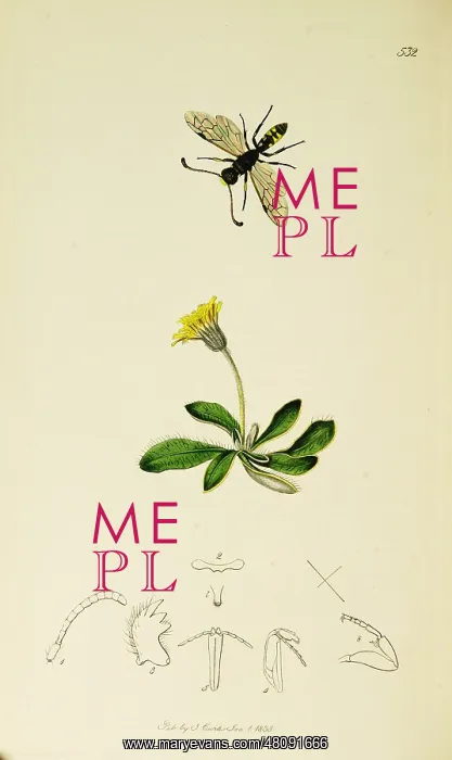 : Curtis British Entomology Plate 532 : Curtis British Entomology Plate 532