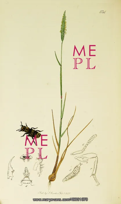 : Curtis British Entomology Plate 534 : Curtis British Entomology Plate 534