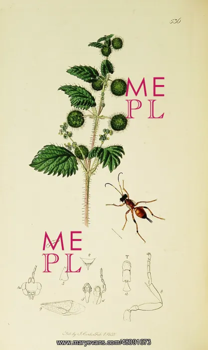  : Curtis British Entomology Plate 536