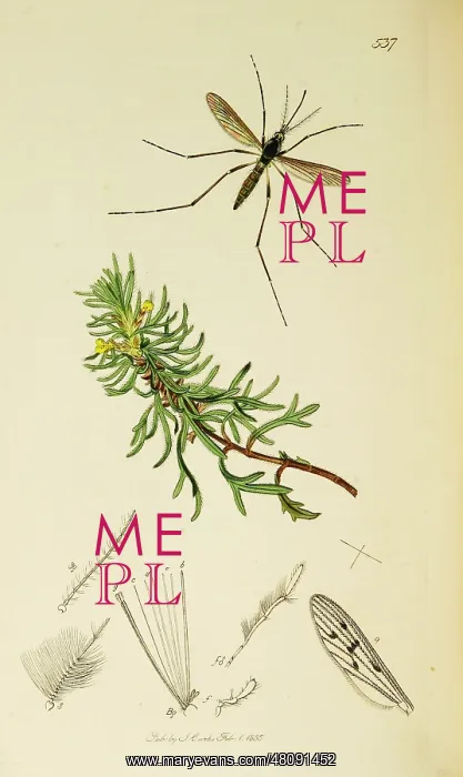  : Curtis British Entomology Plate 537