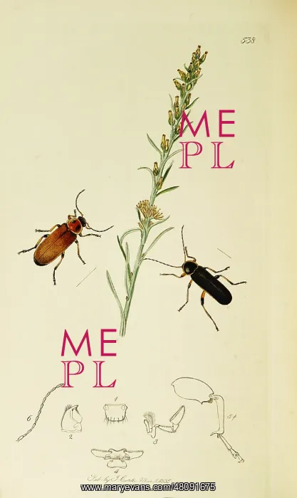 : Curtis British Entomology Plate 538 : Curtis British Entomology Plate 538