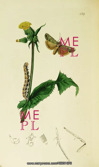 : Curtis British Entomology Plate 539 : Curtis British Entomology Plate 539