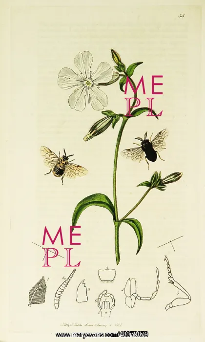: Curtis British Entomology Plate 54 : Curtis British Entomology Plate 54
