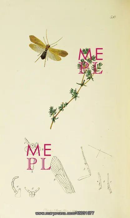 : Curtis British Entomology Plate 540 : Curtis British Entomology Plate 540