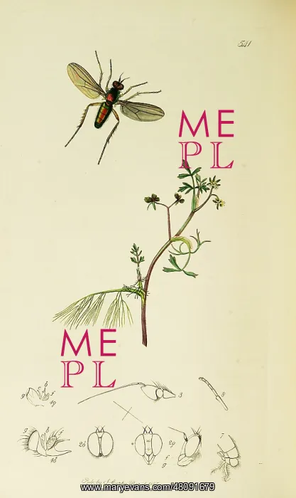 : Curtis British Entomology Plate 541 : Curtis British Entomology Plate 541