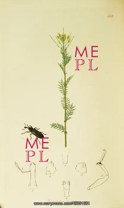 : Curtis British Entomology Plate 542 : Curtis British Entomology Plate 542