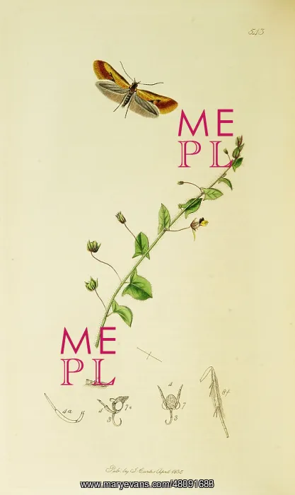  : Curtis British Entomology Plate 543