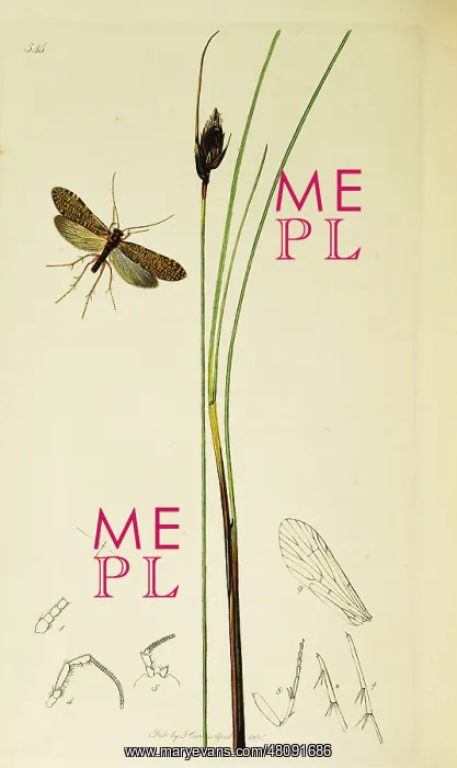 : Curtis British Entomology Plate 544 : Curtis British Entomology Plate 544