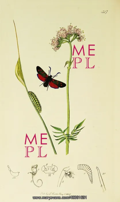 : Curtis British Entomology Plate 547 : Curtis British Entomology Plate 547