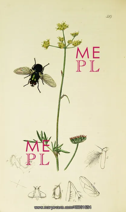 : Curtis British Entomology Plate 549 : Curtis British Entomology Plate 549