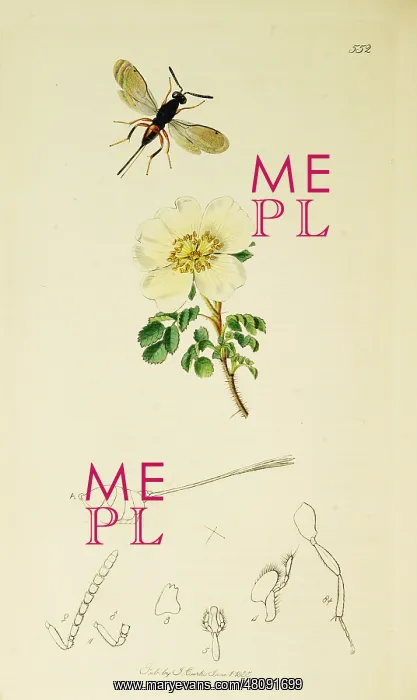 : Curtis British Entomology Plate 552 : Curtis British Entomology Plate 552