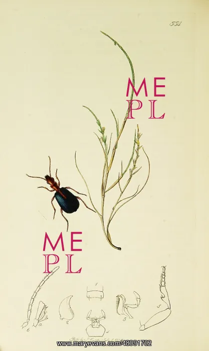 : Curtis British Entomology Plate 554 : Curtis British Entomology Plate 554