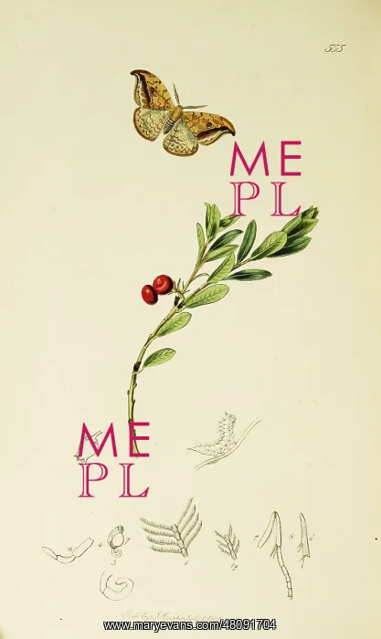 : Curtis British Entomology Plate 555 : Curtis British Entomology Plate 555