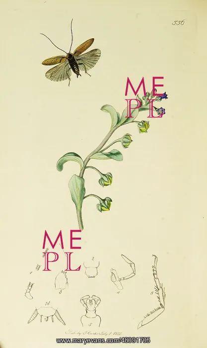  : Curtis British Entomology Plate 556